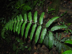 Steiropteris glandulosa