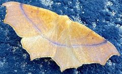 Tetracis cervinaria