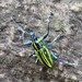 Naupactus rivulosus - Photo (c) Miranda85, some rights reserved (CC BY-NC), uploaded by Miranda85
