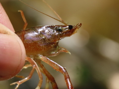 Procambarus acutus