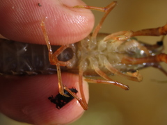 Procambarus acutus