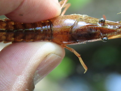Procambarus acutus