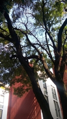 Jacaranda mimosifolia