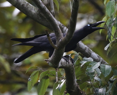 Corvus validus