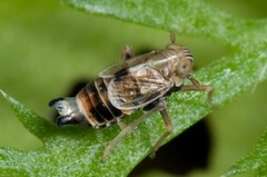 Dicranotropis hamata