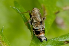 Dicranotropis hamata