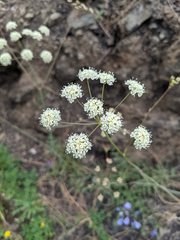 Perideridia californica