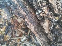 Eratigena agrestis