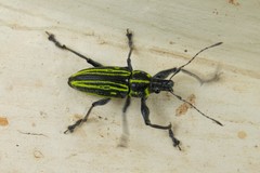 Naupactus rivulosus