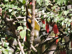 Aethopyga nipalensis