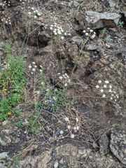 Perideridia californica