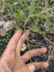 Perideridia californica