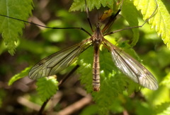 Tipula vernalis