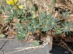 Lupinus densiflorus
