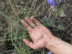 Perideridia californica