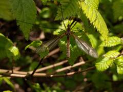 Tipula vernalis