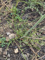 Perideridia californica