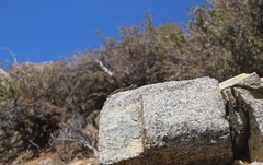 Sceloporus tristichus