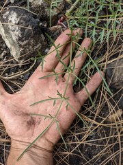 Perideridia californica