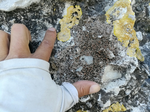 Caloplaca eugyra image