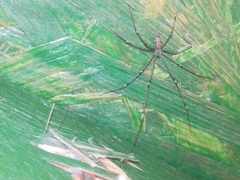 Holocnemus pluchei