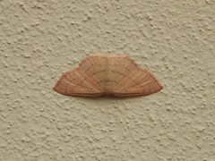 Cyclophora linearia