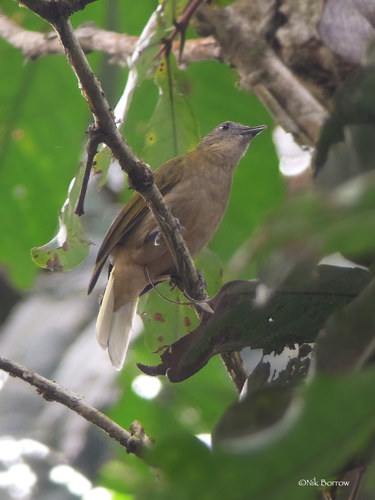 iNaturalist image