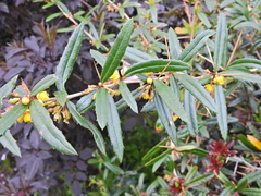 Berberis julianae