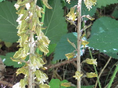 Gastrodia molloyi