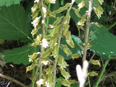 Gastrodia molloyi