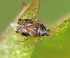 Deraeocoris lutescens