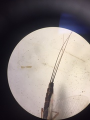 Leptophlebia cupida