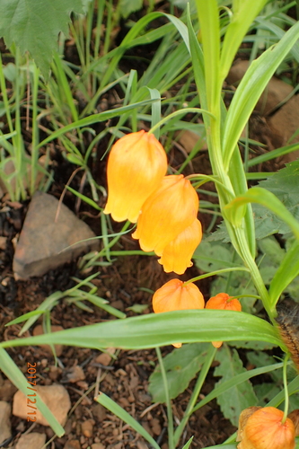 Image of Sandersonia aurantiaca by no rights reserved