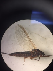 Leptophlebia cupida