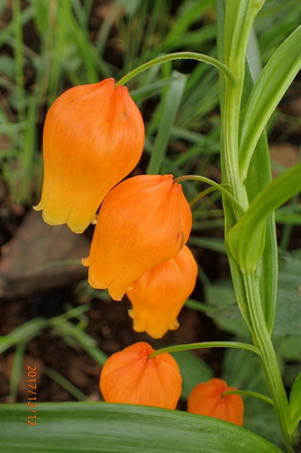 Sandersonia aurantiaca iNat (1)