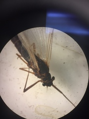 Leptophlebia cupida