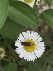 Scythris fuscicomella