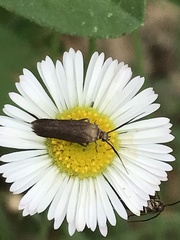 Scythris fuscicomella