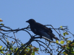 Corvus corone