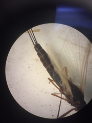 Leptophlebia cupida