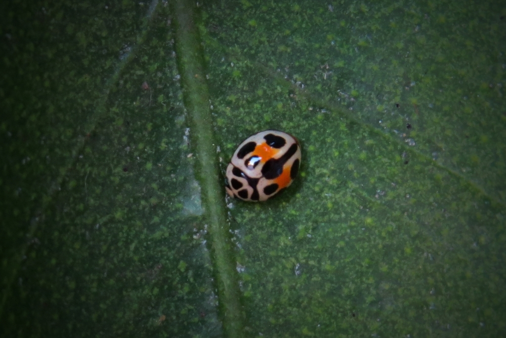 Tenuisvalvae