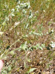 Plagiobothrys canescens