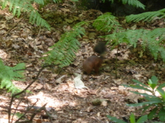 Sciurus vulgaris