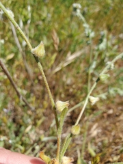 Plagiobothrys canescens