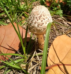 Chlorophyllum molybdites