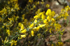 Genista pilosa