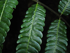 Steiropteris glandulosa