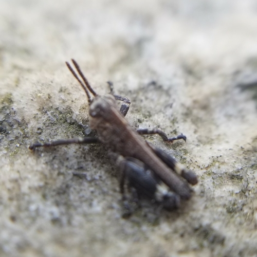 Appalachian Grasshopper photo 3
