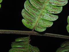 Steiropteris glandulosa