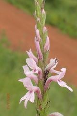 Striga bilabiata